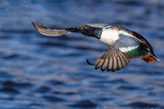 Nothern Shoveler  Nothern Shoveler : Nothern Shoveler