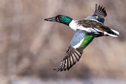 Nothern Shoveler  Nothern Shoveler : Nothern Shoveler