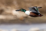 Nothern Shoveler  Nothern Shoveler : Nothern Shoveler