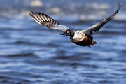 Nothern Shoveler  Nothern Shoveler : Nothern Shoveler