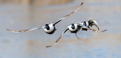 Colorado Migratory Birds, Jan 2018