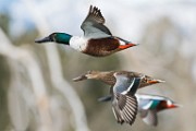 Colorado Birds  Northern Shoveler : Northern Shoveler