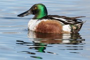 Colorado Birds  Northern Shoveler : Northern Shoveler