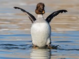 Colorado Birds  Common Goldeneye - Female : Common Goldeneye - Female