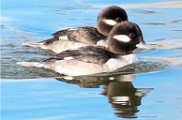 Colorado Birds  Bufflehead - Female : Bufflehead - Female