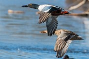 Colorado Birds  Northern Shoveler : Northern Shoveler