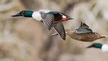Colorado Birds  Northern Shoveler : Northern Shoveler