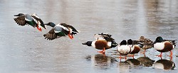 Colorado Birds  Northern Shoveler : Northern Shoveler