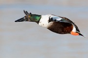 Colorado Birds  Northern Shoveler : Northern Shoveler