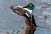 Colorado Birds  Northern Shoveler : Northern Shoveler