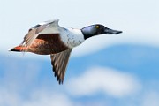 Colorado Birds  Northern Shoveler : Northern Shoveler