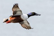 Colorado Birds  Northern Shoveler : Northern Shoveler