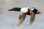 Colorado Birds  Northern Shoveler : Northern Shoveler