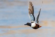 Colorado Birds  Northern Shoveler : Northern Shoveler