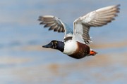 Colorado Birds  Northern Shoveler : Northern Shoveler