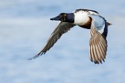 Colorado Birds  Northern Shoveler : Northern Shoveler