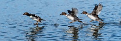 Colorado Birds  Common Goldeneye - Female : Common Goldeneye - Female