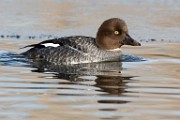 Colorado Birds  Common Goldeneye - Female : Common Goldeneye - Female