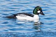 Colorado Migratory Birds 29  Common Goldeneye : Common Goldeneye