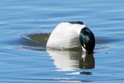 Colorado Birds  Common Goldeneye : Common Goldeneye