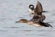 Colorado Birds  Hooded Merganser - Female : Hooded Merganser - Female