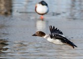 Colorado Birds  Common Goldeneye - Female : Common Goldeneye - Female