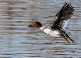 Colorado Birds  Common Goldeneye - Female : Common Goldeneye - Female
