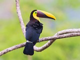 Costa Rica  Black-mandibled Toucan : Black-mandibled Toucan