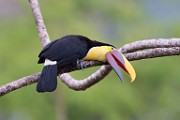 Costa Rica  Black-mandibled Toucan : Black-mandibled Toucan