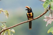 Costa Rica  Fiery-billed Aracari : Fiery-billed Aracari