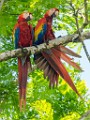 Costa Rica  Scarlet Macaw