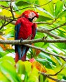 Costa Rica  Scarlet Macaw : Scarlet Macaw