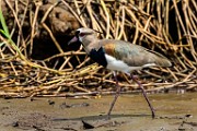 Costa Rica  Southern Lapwing : Southern Lapwing