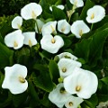 Calla Lily Flower, Lamego Potugal  Calla Lily Flower, Lamego Potugal : Calla Lily Flower, Lamego Potugal