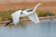 Nikon 200-500mm f/5.6 Test Shots-Great Egret