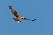 Osprey : Bird in Flight