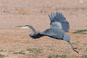 Great Blue Heron : Bird in Flight