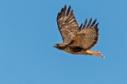 Red-tailed Hawk : Bird in Flight