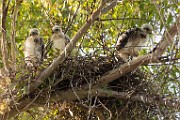 Peregrine Falcons