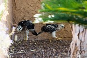 Peregrine Falcons