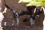 Peregrine Falcons