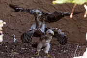 Peregrine Falcons