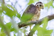 Peregrine Falcons