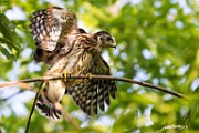 Peregrine Falcons