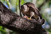 Peregrine Falcons