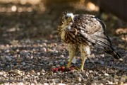 Peregrine Falcons