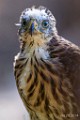 Peregrine Falcons