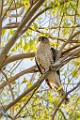 Peregrine Falcons