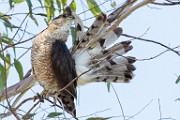 Peregrine Falcons