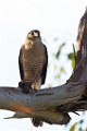 Peregrine Falcons